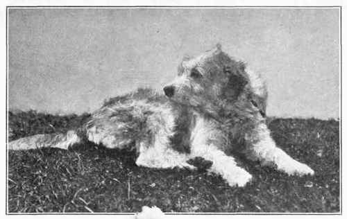 Bosnian Hound.