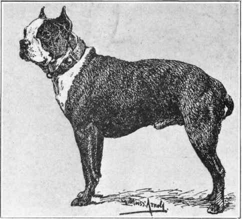 Boston Terrier.