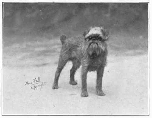 Brussels Griffon.