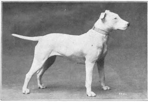 Bull Terrier.