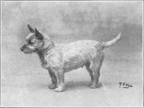 Cairn Terrier.