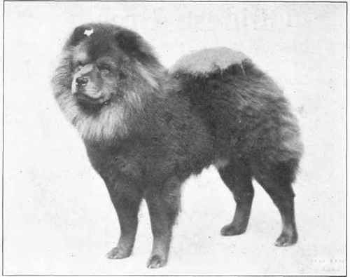 Chow Chow.