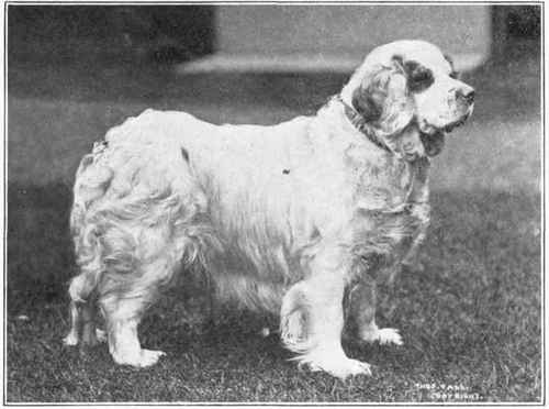 Clumber Spaniel.