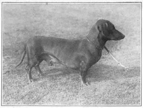 Dachshund.
