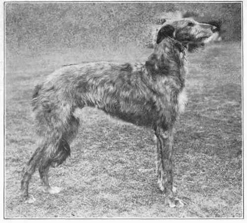 Deerhound.