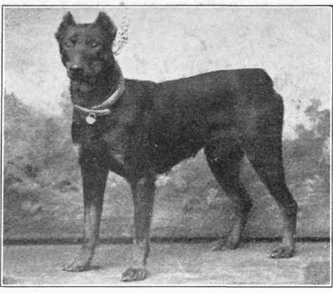 Dobermann Pinscher.