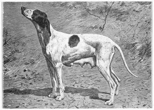Dupuy Pointer.
