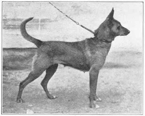 Dutch Sheepdog.