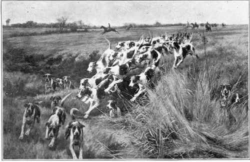 English Foxhounds in Full Cry.