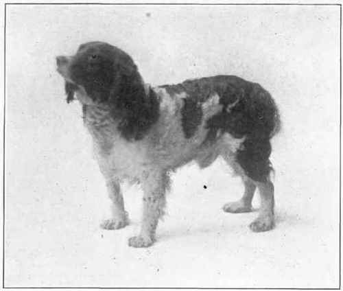 English Springer.