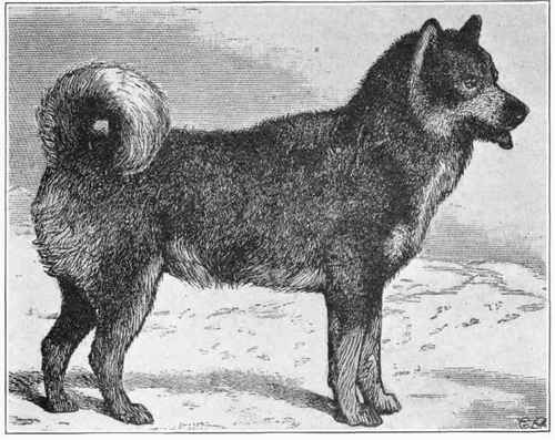 Esquimau.