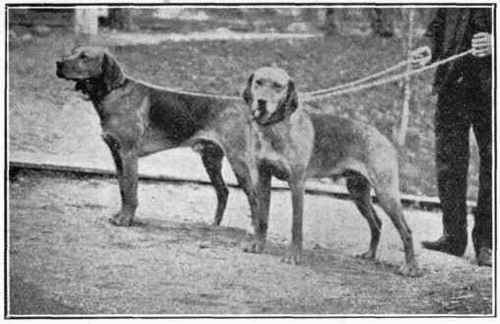 Finnish Hound.