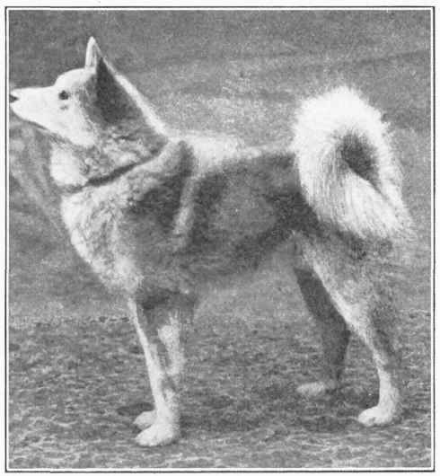 Finnish Pom