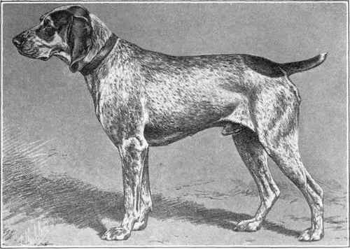French Pointer.