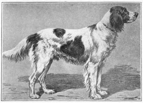 French Setter.