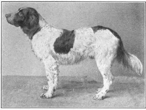 German Setter.
