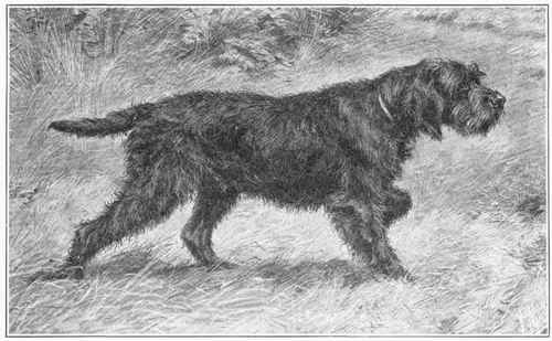 Griffon Boulet.