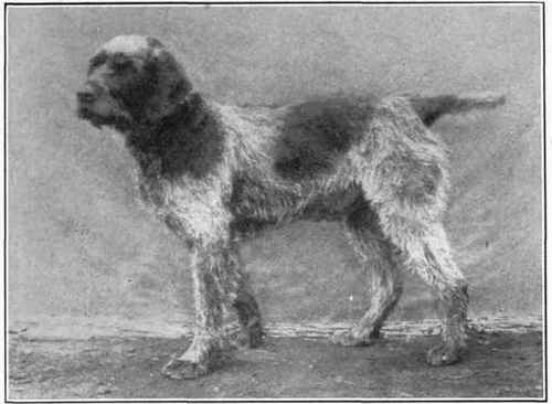 Griffon Korthals.