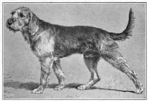 Griffon Nivernais.