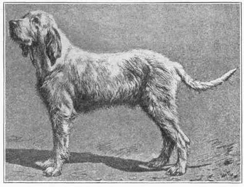 Griffon Vendeen.