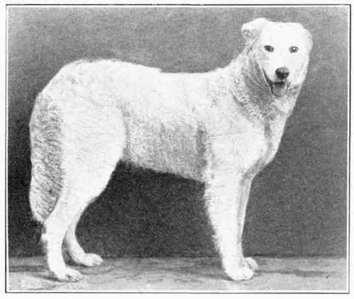 Hungarian Sheepdog.