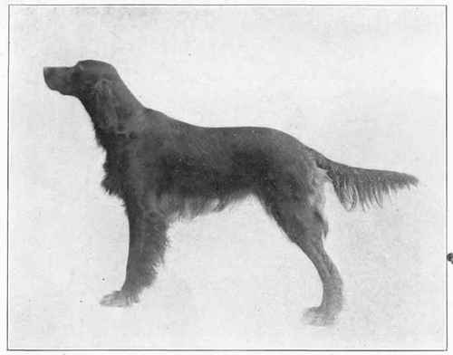 Irish Setter.