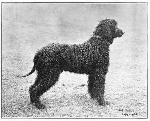 Irish Spaniel Water.