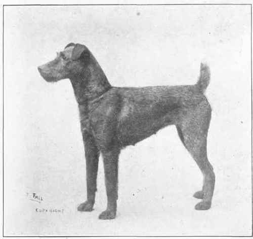 Irish Terrier.