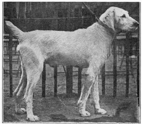 Italian Griffon.