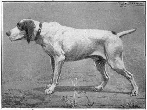 Italian Pointer.