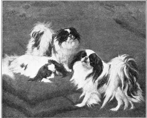 Japanese Spaniel.