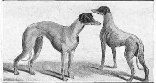 Kangaroo Greyhound.