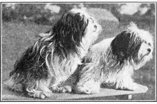 Lhassa Terrier.