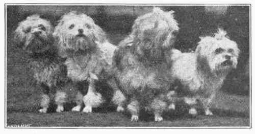 Little Lion Dog.
