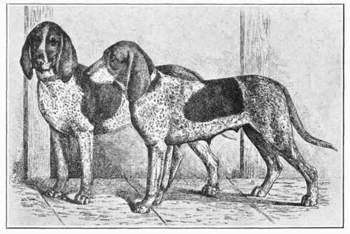Lucern Hound.