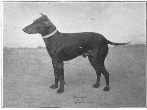 Manchester Terrier.