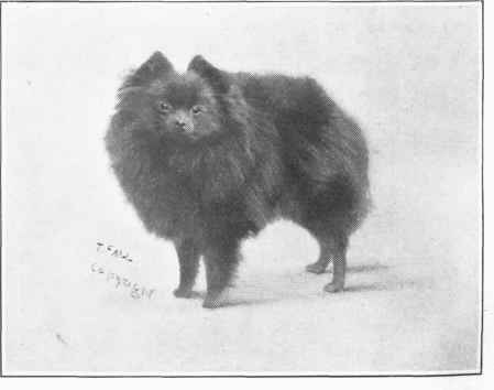 Miniature Pomeranian