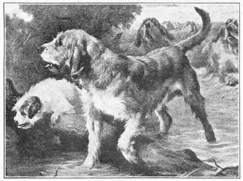 Otterhound.
