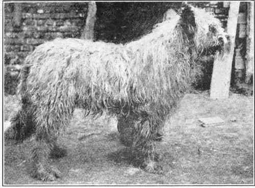 Owtchar (Russian Sheepdog).