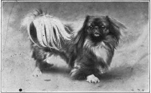 Pekingese.