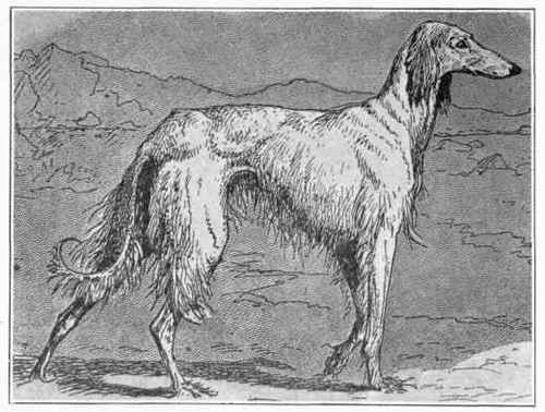 Persian Greyhound.