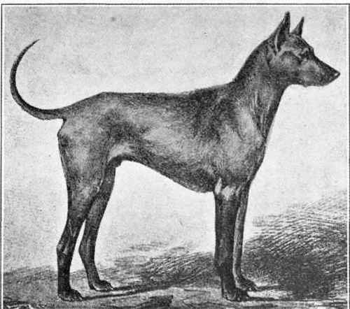 Phu Quoc Greyhound.
