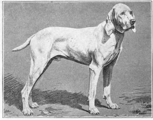 Pointer Of Ariege.