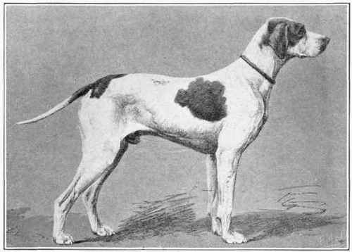 Pointer Of Saint Germain.