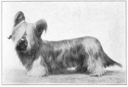 Prick Eared Skye Terrier