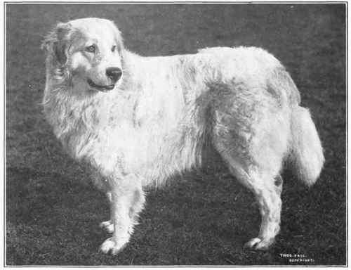 Pyrenean Sheepdog.