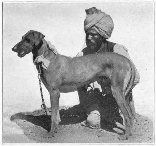 Rampur Greyhound.
