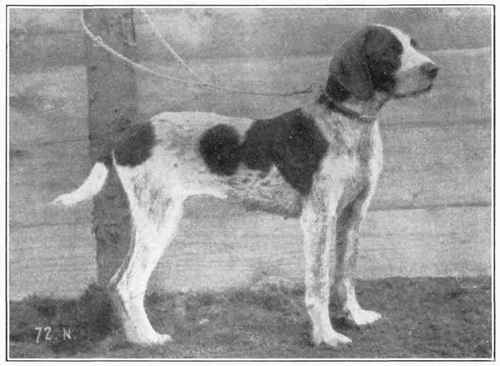 Rough Coated German Pointer.