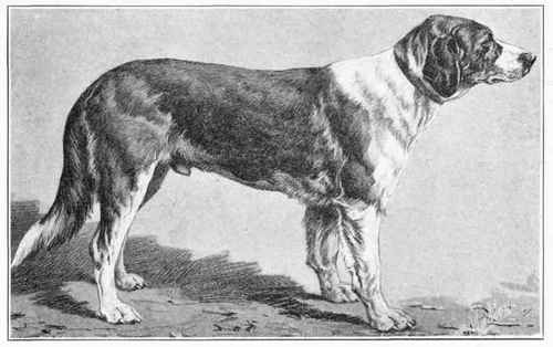 Russian Hound.