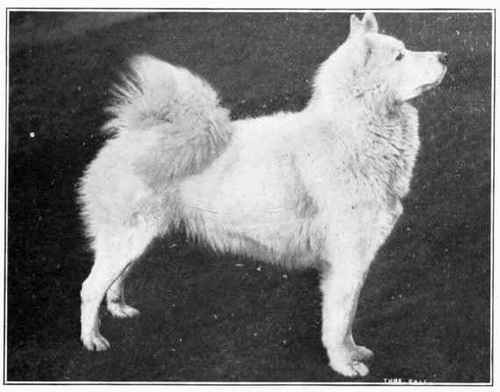 Samoyed.